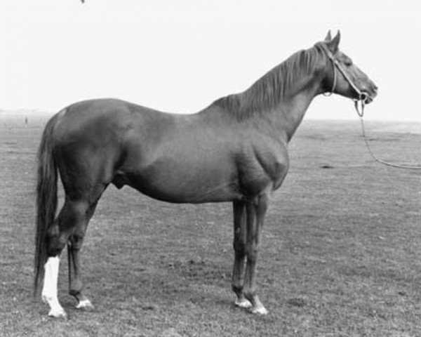 stallion Grand Empereur xx (Thoroughbred, 1961, from Wild Risk xx)