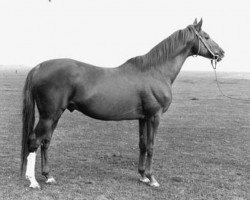 stallion Grand Empereur xx (Thoroughbred, 1961, from Wild Risk xx)