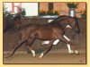 stallion Komplekt ox (Arabian thoroughbred, 1973, from Patron 1951 ox)
