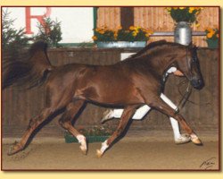 stallion Komplekt ox (Arabian thoroughbred, 1973, from Patron 1951 ox)