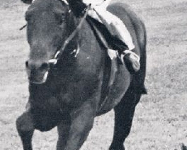 stallion Meteor xx (Thoroughbred, 1963, from Chief xx)