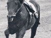 stallion Meteor xx (Thoroughbred, 1963, from Chief xx)