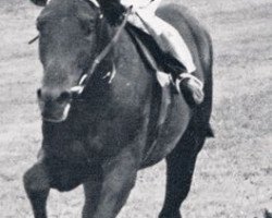 stallion Meteor xx (Thoroughbred, 1963, from Chief xx)