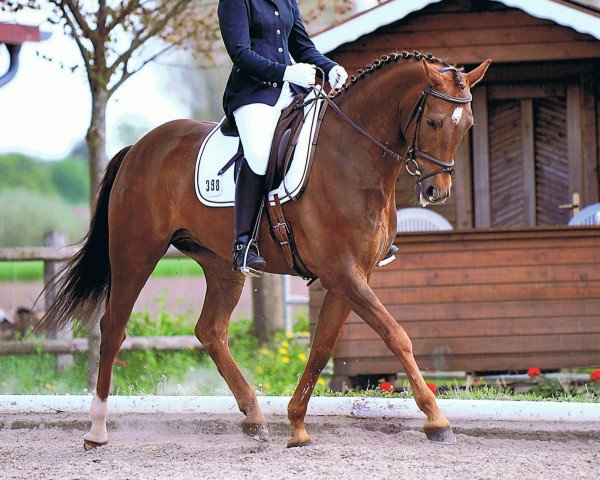 horse Dragon 82 (Hanoverian, 2002, from Don Vino)