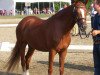 broodmare Gallia (German Riding Pony, 2003, from Golden Dancer)