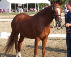 Zuchtstute Gallia (Deutsches Reitpony, 2003, von Golden Dancer)