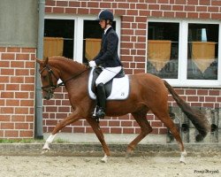 Zuchtstute Donegal S (Deutsches Reitpony, 2007, von Dior)