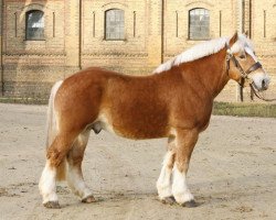 stallion Elton von Söhre (Rhenish-German Cold-Blood, 2006, from Echo von Dönitz)