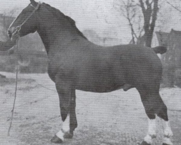 stallion Elimar (Alt-Oldenburger / Ostfriesen, 1935, from Elegant)