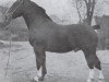 stallion Elimar (Alt-Oldenburger / Ostfriesen, 1935, from Elegant)