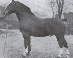 Deckhengst Elimar (Alt-Oldenburger / Ostfriesen, 1935, von Elegant)