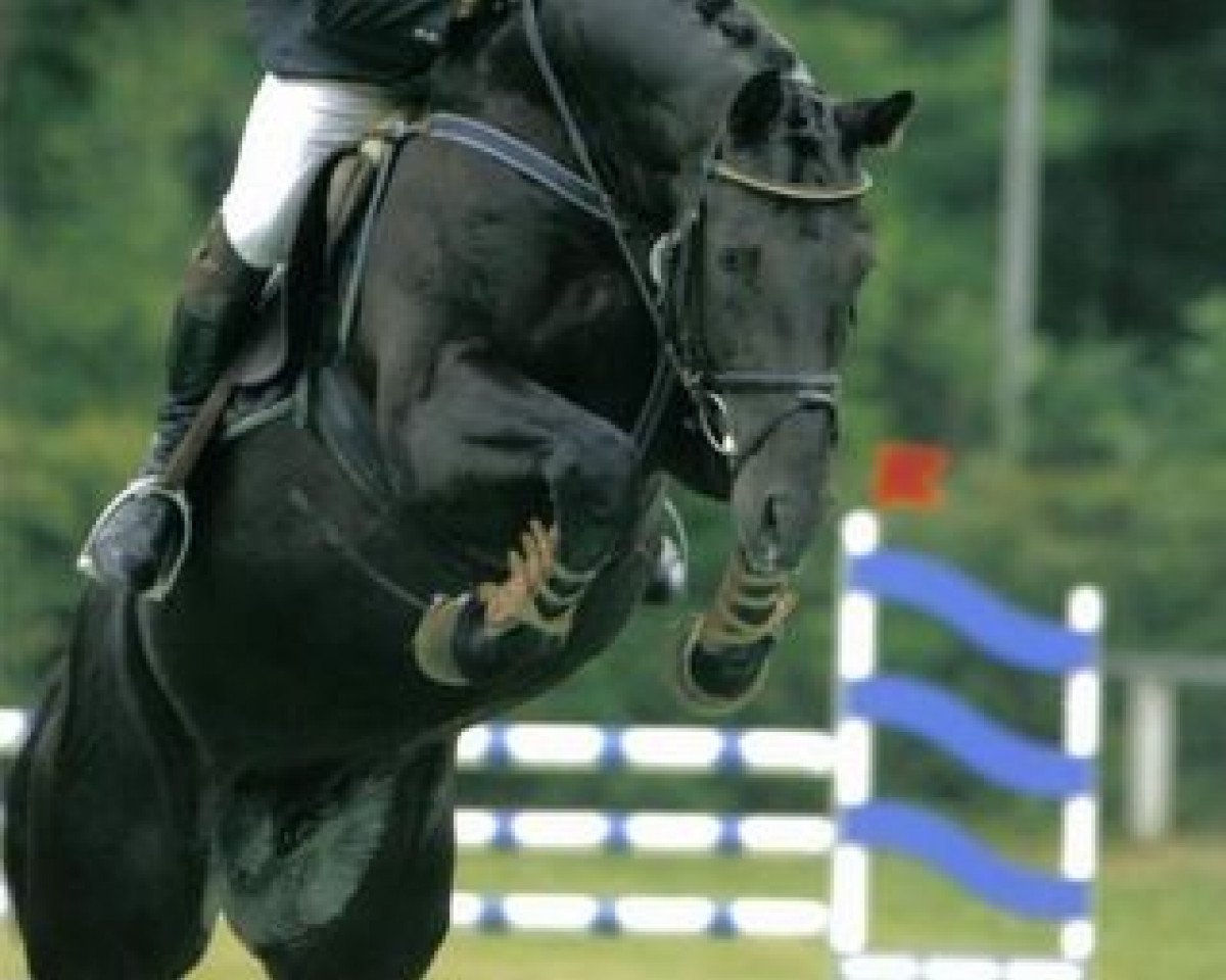 Deckhengst Lord Goldfever Ak (Thüringer, 2001, von Liberty Son)