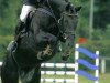 stallion Lord Goldfever Ak (Thuringia, 2001, from Liberty Son)
