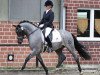 dressage horse Steendieks High Chaprell (German Riding Pony, 2008, from Steendieks Highlander)