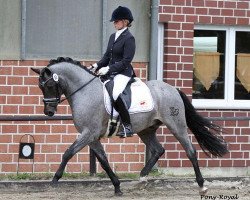 Dressurpferd Steendieks High Chaprell (Deutsches Reitpony, 2008, von Steendieks Highlander)