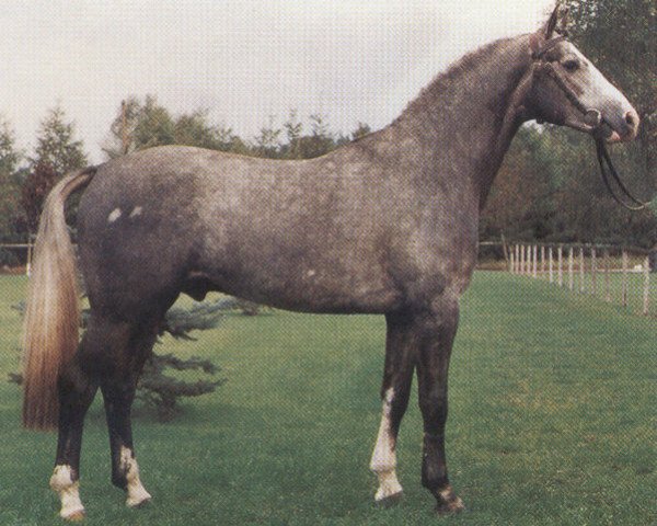 stallion Panama (Oldenburg, 1984, from Picasso)