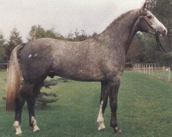 stallion Panama (Oldenburg, 1984, from Picasso)