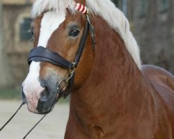 stallion Erlander (Rhenish-German Cold-Blood, 1993, from Erland)