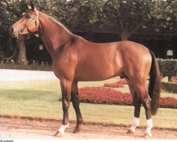 horse Faveur (Westphalian, 1993, from Florestan I)