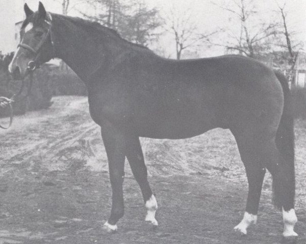 stallion Leporello (Holsteiner, 1970, from Ladykiller xx)