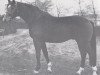 stallion Leporello (Holsteiner, 1970, from Ladykiller xx)
