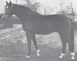 Deckhengst Leporello (Holsteiner, 1970, von Ladykiller xx)