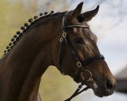 stallion Repertoire 4 (Oldenburg, 2005, from Royal Olymp 142 FIN)