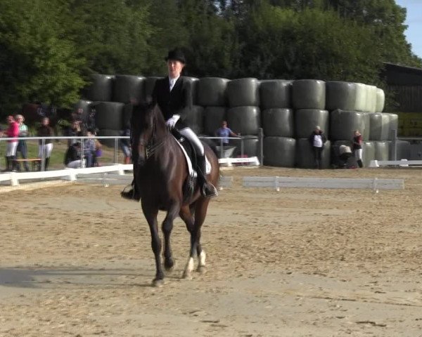 Reitturnier Bühren-Breckerfeld 2015