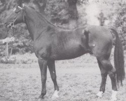 stallion Logos (Hessian Warmblood, 1968, from Lotse)