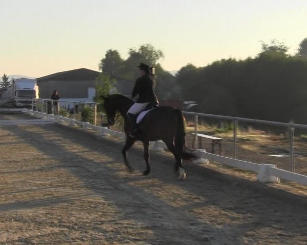 Reitturnier Bühren-Breckerfeld 2015