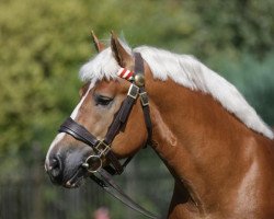 stallion Hartmut (Rhenish-German Cold-Blood, 2005, from Hoppeditz)