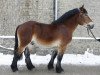 stallion Namiro (Rhenish-German Cold-Blood, 2007, from Nathan)