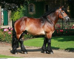 stallion Nils (Rhenish-German Cold-Blood, 2007, from Nobel B)