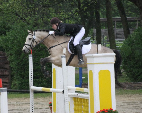 dressage horse Hillow S (Connemara Pony, 2005, from Sir Henry)