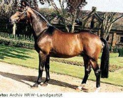 stallion Weinberg (Westphalian, 1976, from Weinhang)