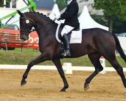 dressage horse De la Sandrina (Oldenburger, 2006, from Dr. Jackson D)