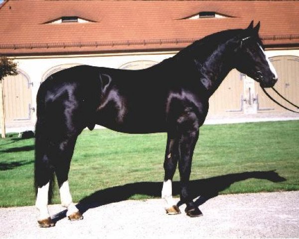 stallion Volontär (Heavy Warmblood, 2001, from Valentin)