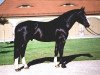 stallion Volontär (Heavy Warmblood, 2001, from Valentin)