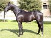 stallion Donauklang (Trakehner, 2005, from Distelzar)
