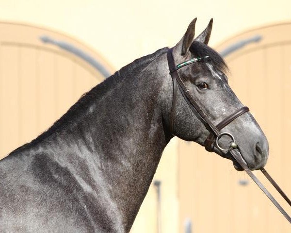 stallion Edelstein (Sachs-door. Heavy Warmbl., 2008, from Edano I)