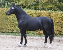 Deckhengst Efeu (Schweres Warmblut, 2010, von Edano I Mo 1454)