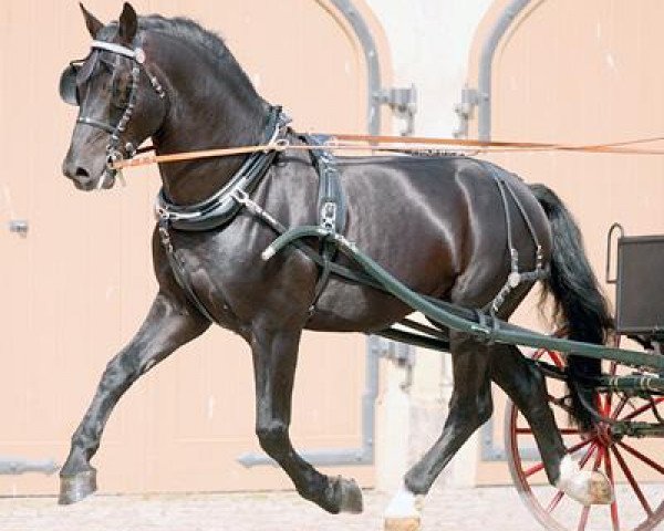 stallion Elixier (Sachs-door. Heavy Warmbl., 2002, from Elbling)
