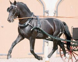 stallion Elixier (Sachs-door. Heavy Warmbl., 2002, from Elbling)