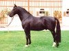 stallion Ellington (Heavy Warmblood, 2000, from Egner)