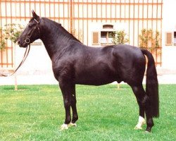 Deckhengst Ellington (Schweres Warmblut, 2000, von Egner)