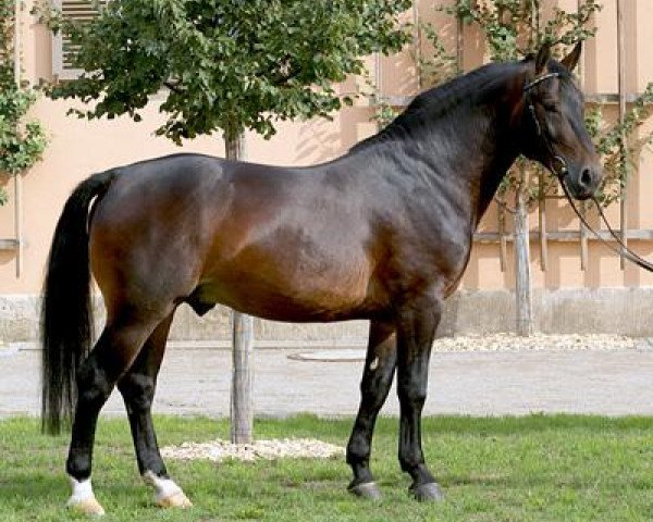 stallion Frieder (Heavy Warmblood, 2002, from Freier)