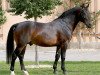 stallion Frieder (Heavy Warmblood, 2002, from Freier)