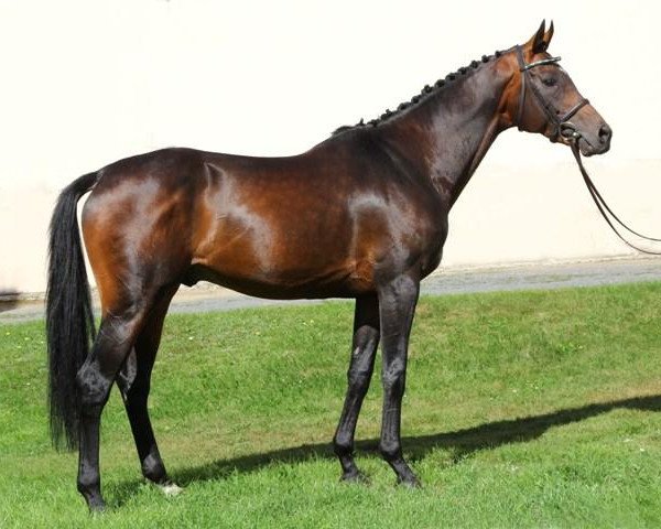 stallion Kubaner xx (Thoroughbred, 2004, from Zinaad xx)