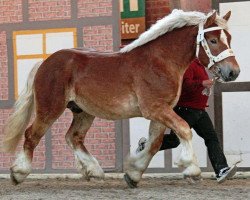 stallion Lausejunge (Rhenish-German Cold-Blood, 2011, from Luidor 351907)