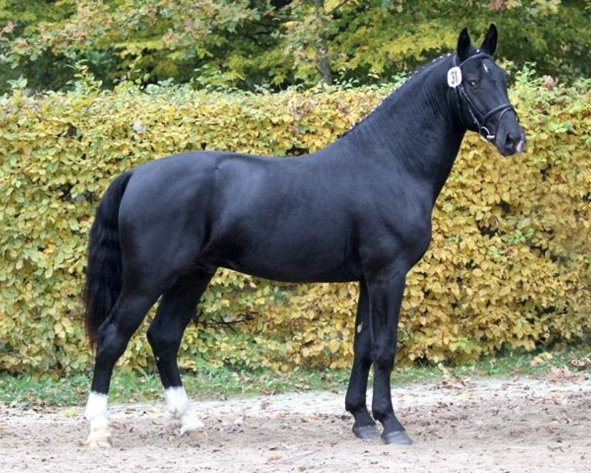 stallion Lombardino (Heavy Warmblood, 2010, from Lombard 195)